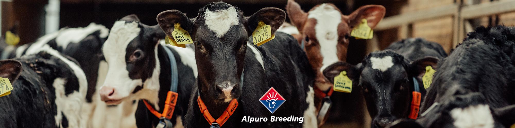 Alpuro Breeding