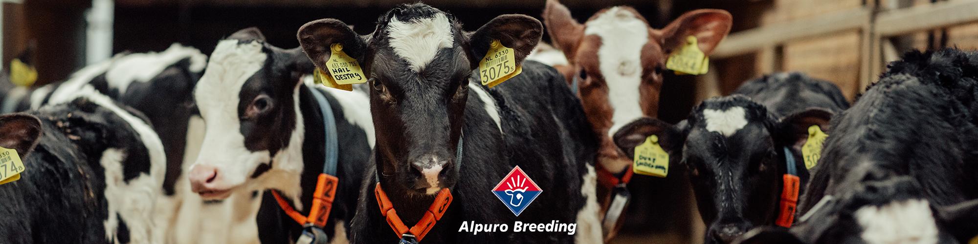 Alpuro Breeding Alpuro Breeding cover