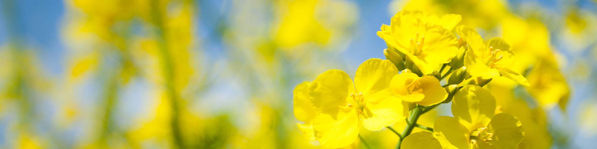 OVID - Verband der ölsaatenverarbeitenden Industrie in Deutschland e. V. OVID - Verband der ölsaatenverarbeitenden Industrie in Deutschland e. V. cover