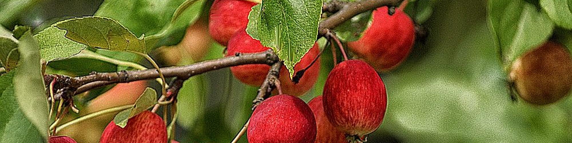 Fachgruppe Obstbau im Bundesausschuss Obst und Gemüse