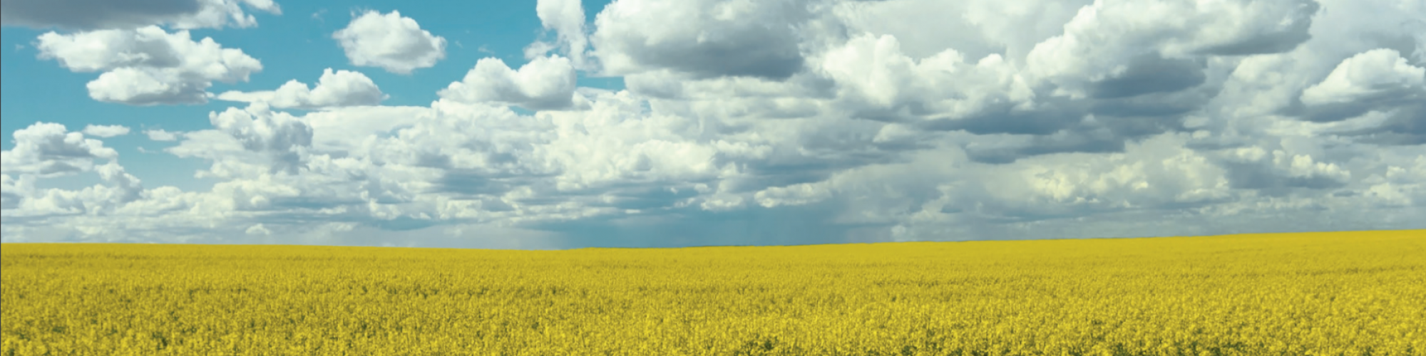 Vereinigte Saatzuchten eG (VSE) Vereinigte Saatzuchten eG (VSE) cover