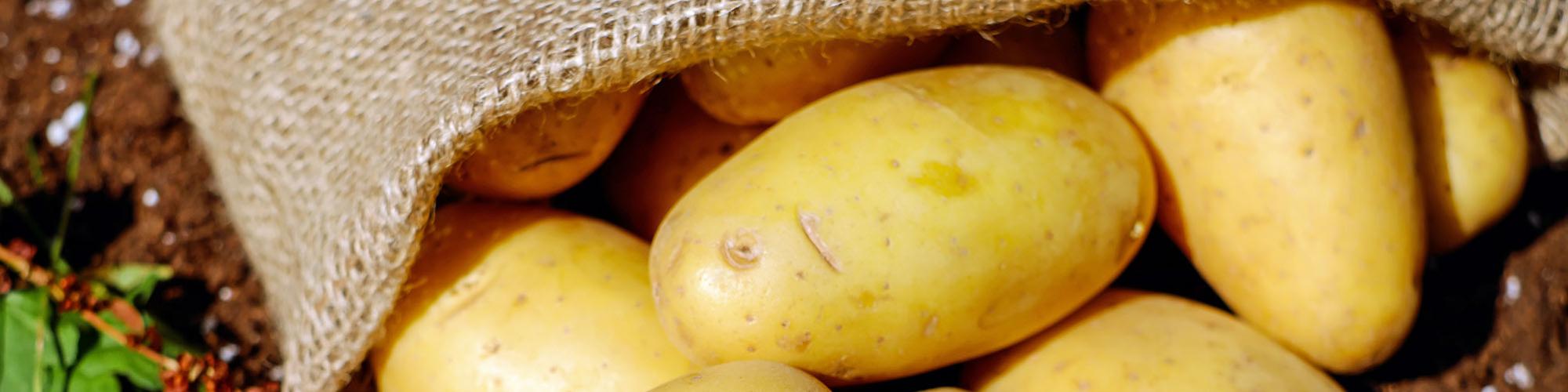 Brandenburger Gemüsekontor GmbH & Co. KG Brandenburger Gemüsekontor GmbH & Co. KG cover