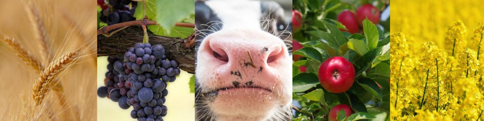 Bauern- und Winzerverband Rheinland-Pfalz Süd e.V. Bauern- und Winzerverband Rheinland-Pfalz Süd e.V. cover