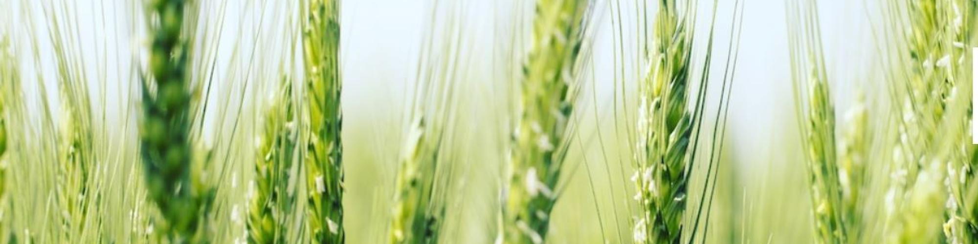 Cheminova Deutschland GmbH &amp; Co. KG cover