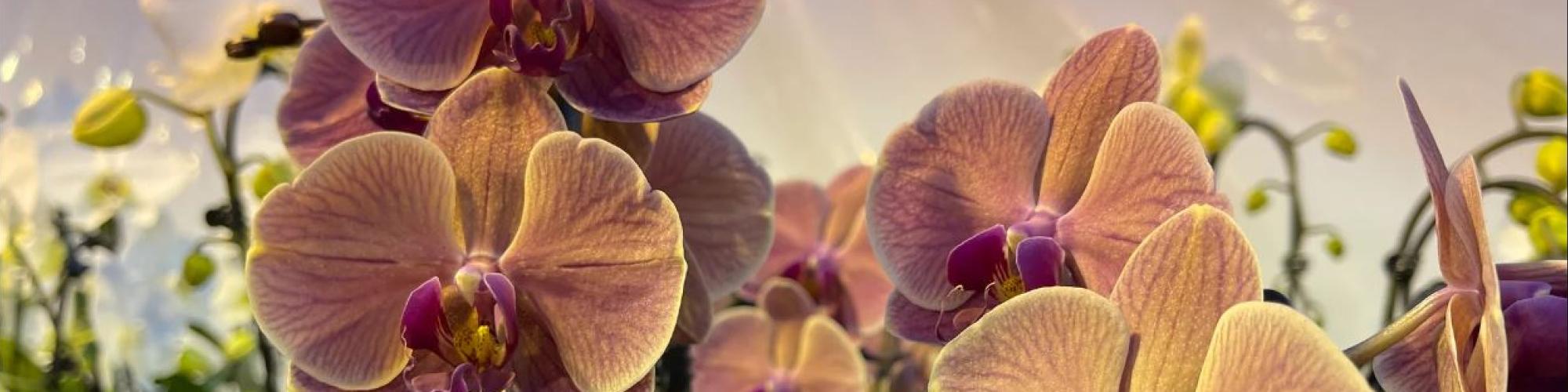 Klusmann Blumenvertrieb GmbH Klusmann Blumenvertrieb GmbH cover