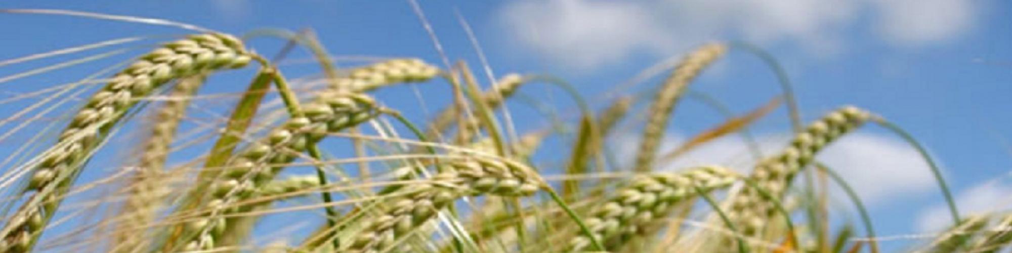 Backmann &amp; Domröse Unternehmensberatung - Partnerschaft cover