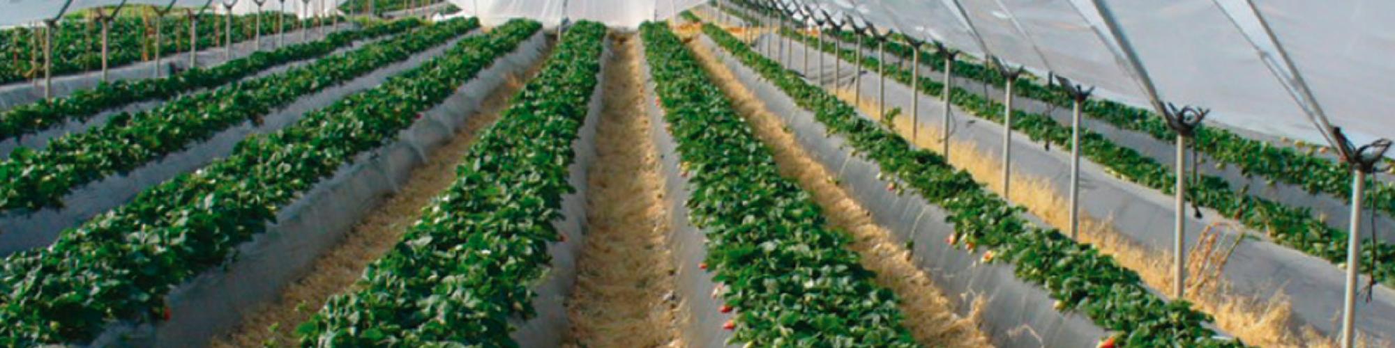 Wurth Pflanzenschutz GmbH Wurth Pflanzenschutz GmbH cover