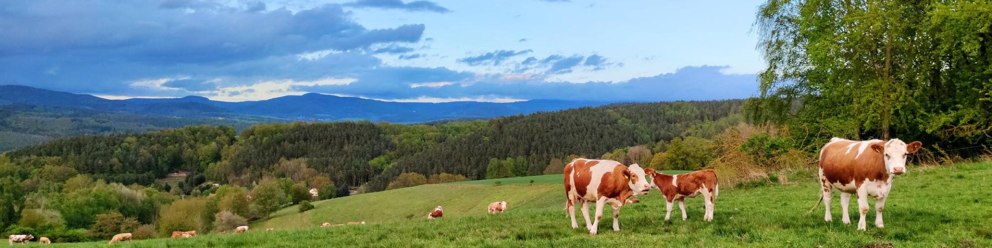 Agrargesellschaft mbH Siedenlangenbeck
