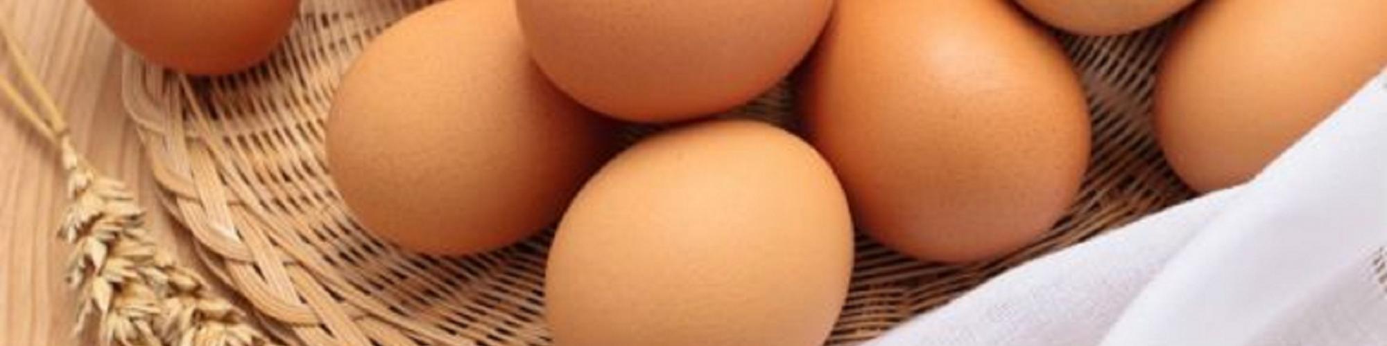 Columbus Frischei GmbH cover