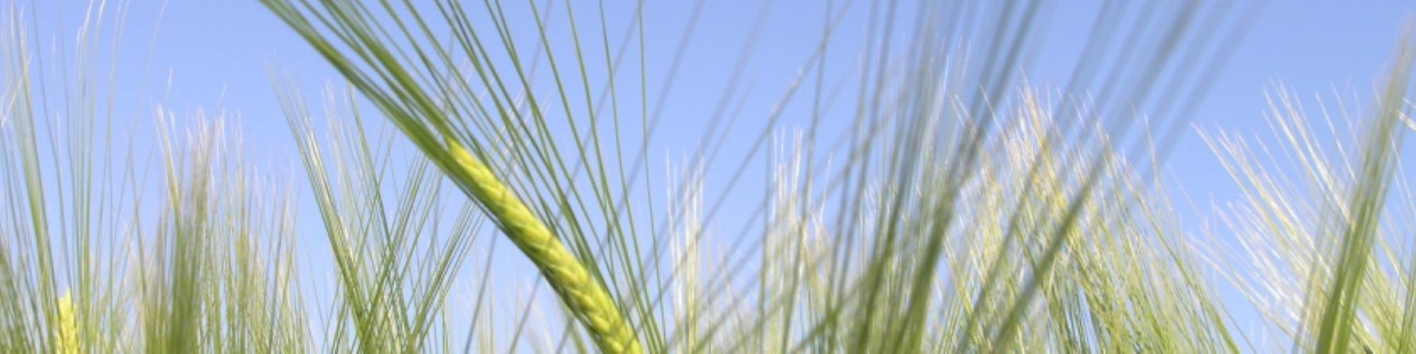 Geno-Saaten GmbH cover