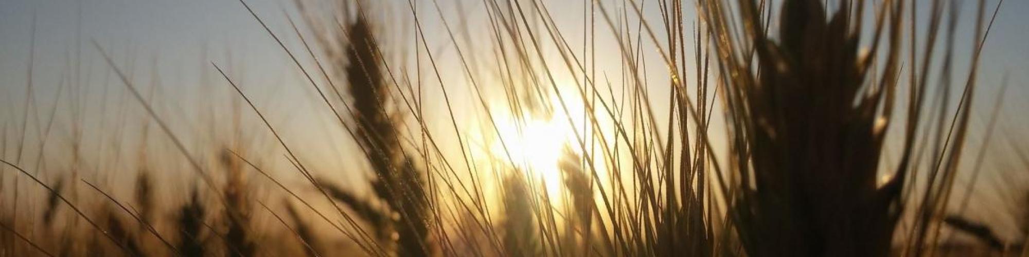 Bauern- und Winzerverband Rheinland-Nassau e. V. Bauern- und Winzerverband Rheinland-Nassau e. V. cover