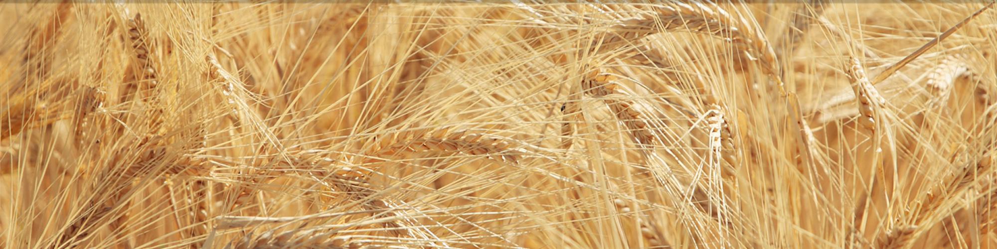 Erfurter Malzwerke GmbH cover