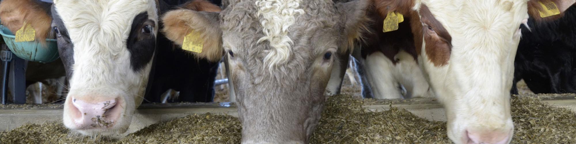 Deutscher Verband Tiernahrung e.V. cover