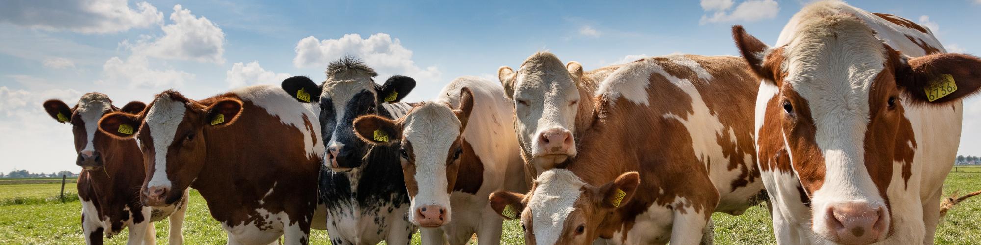 Landwirtschaftsbetrieb Maack cover