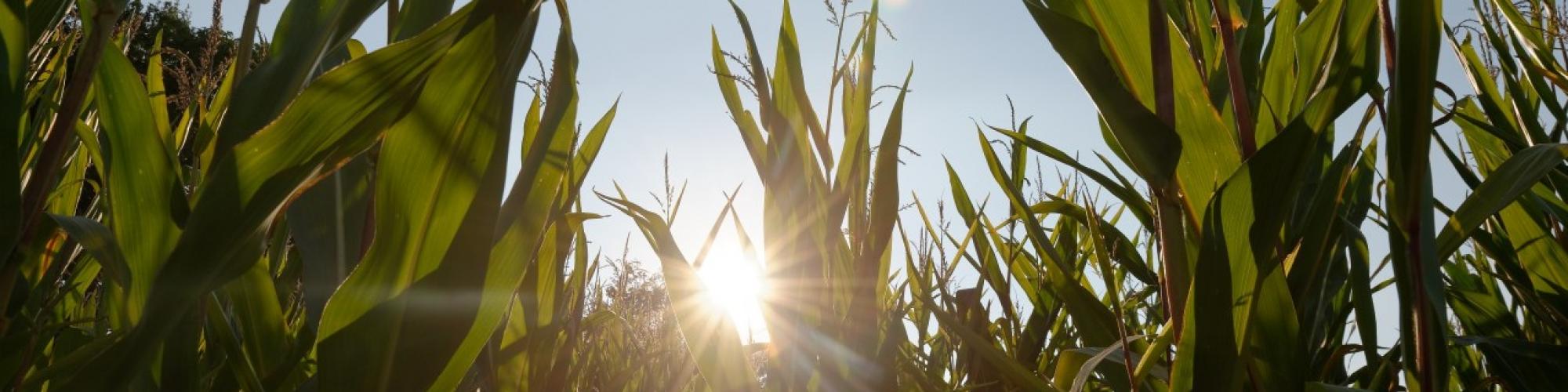 KWS Gruppe KWS Gruppe cover