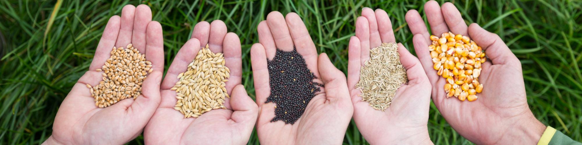 Limagrain GmbH cover