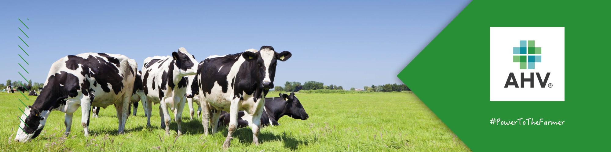 AHV Deutschland GmbH cover