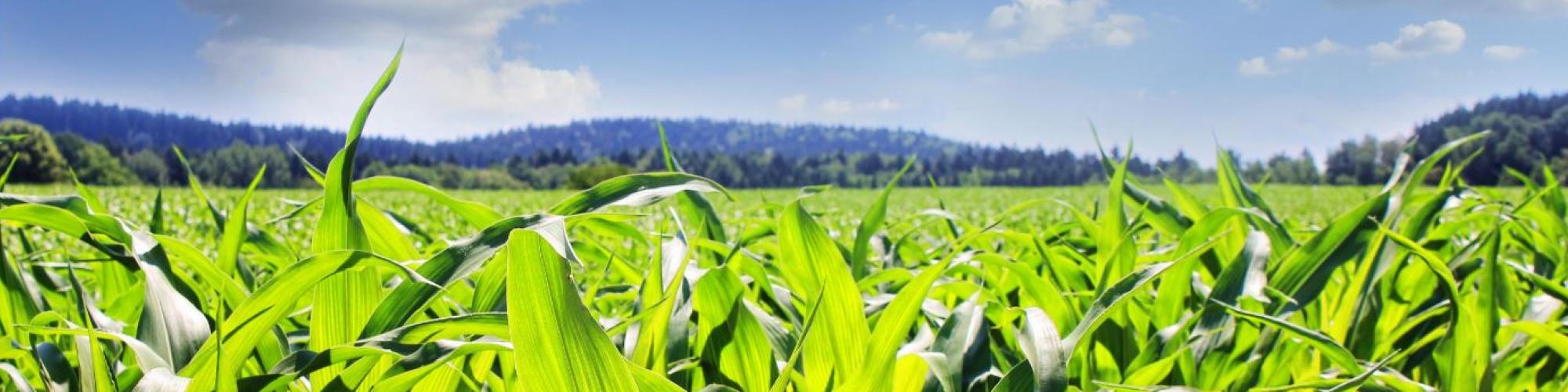 Lidea Germany GmbH Lidea Germany GmbH cover