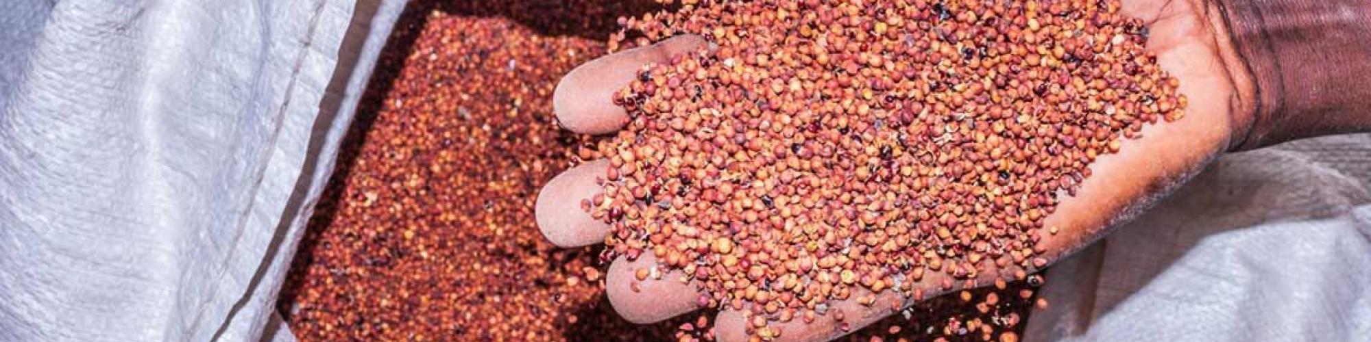 Centrum für internationale Migration und Entwicklung cover