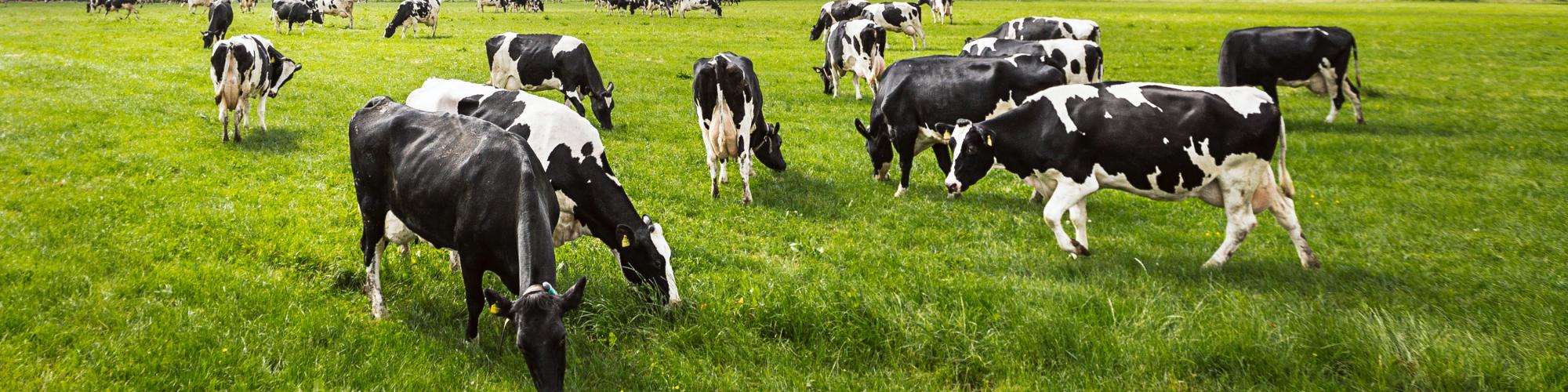 BAKO Bauere Koperativ SC BAKO Bauere Koperativ SC cover