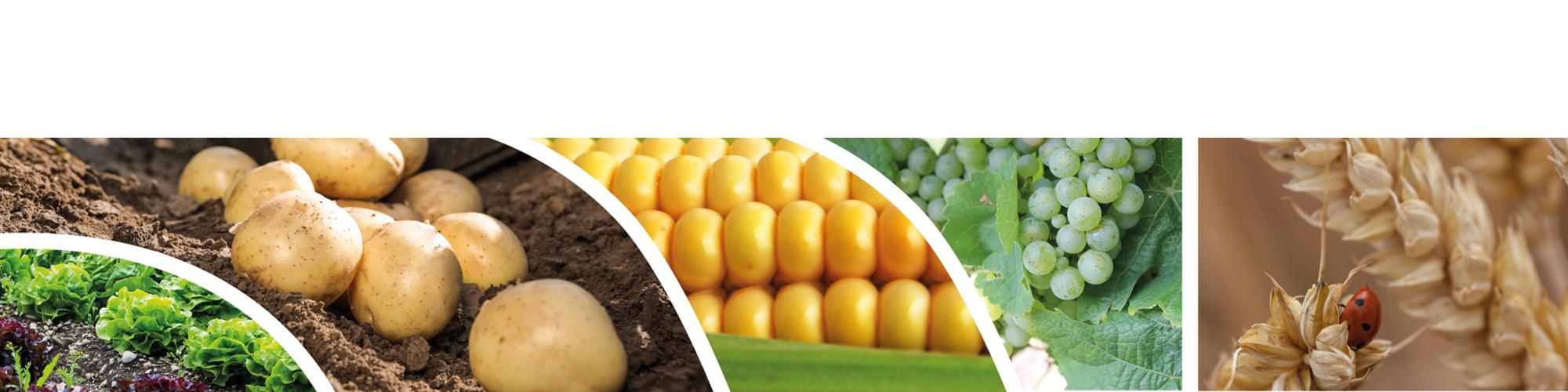 Raiffeisen Agrarhandel Pfalz cover