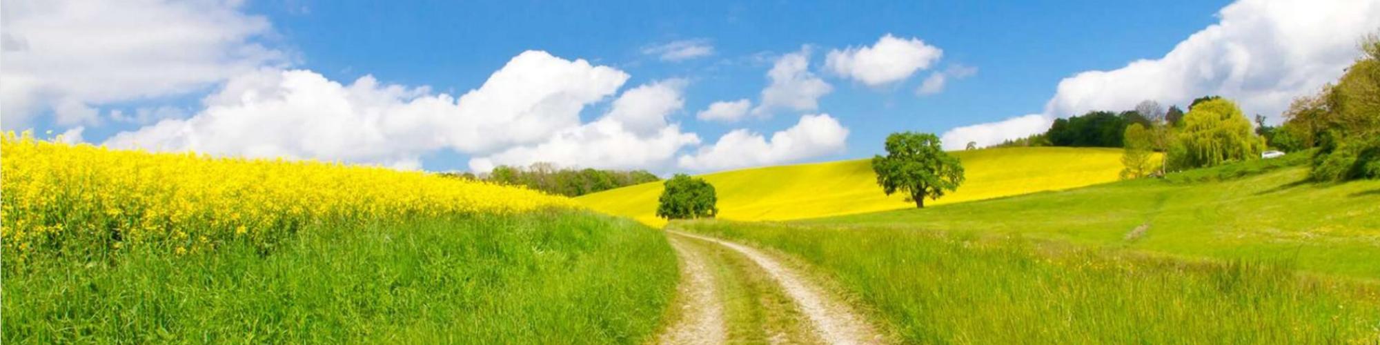 Raiffeisen Warenhandel GmbH & Co. KG - Raiffeisen Halle Raiffeisen Warenhandel GmbH & Co. KG - Raiffeisen Halle cover