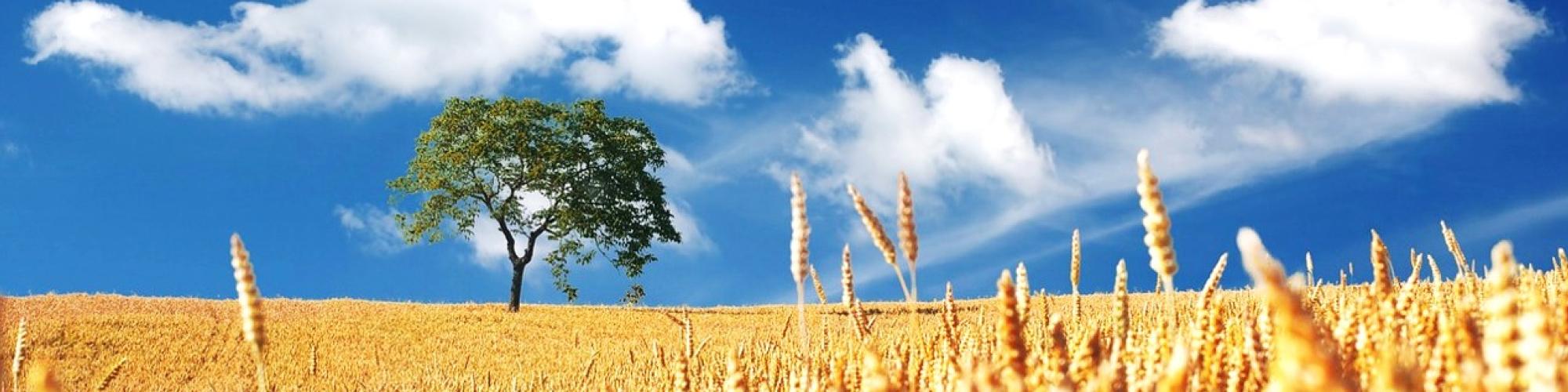 Steinbacher Mühle GmbH cover