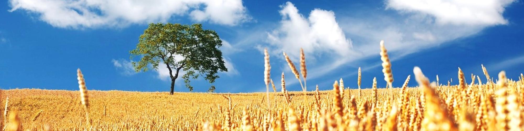 Steinbacher Mühle GmbH cover