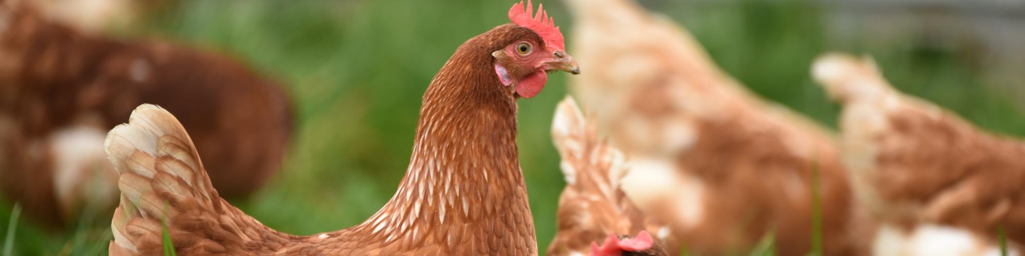 Querfurter Frischei GmbH &amp; Co. KG cover