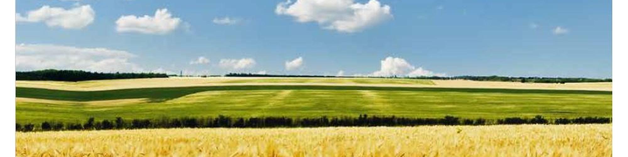 Otto Pegels GmbH & Co. KG Otto Pegels GmbH & Co. KG cover