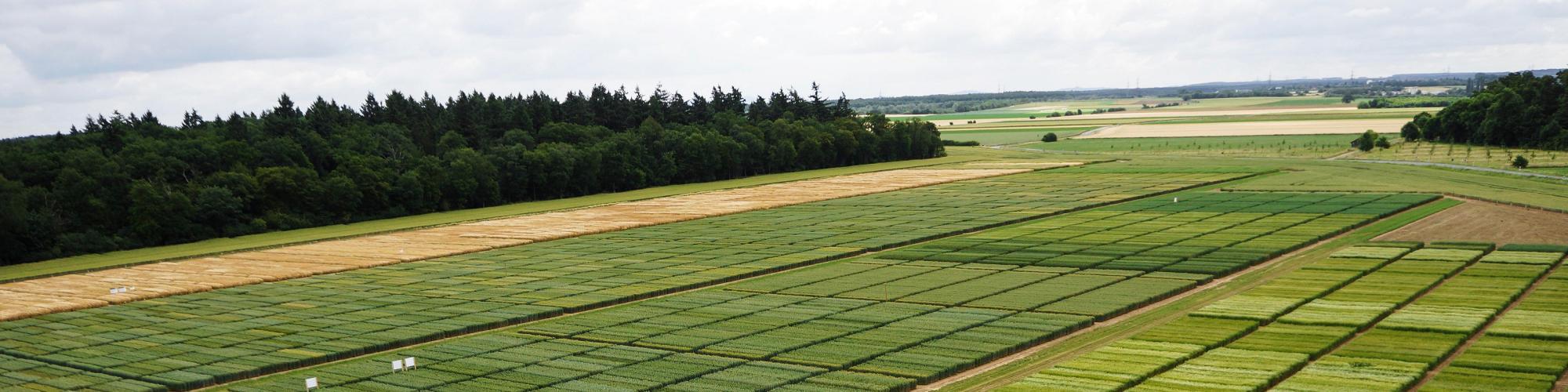 Hauptsaaten Seed & Service GmbH Hauptsaaten Seed & Service GmbH cover