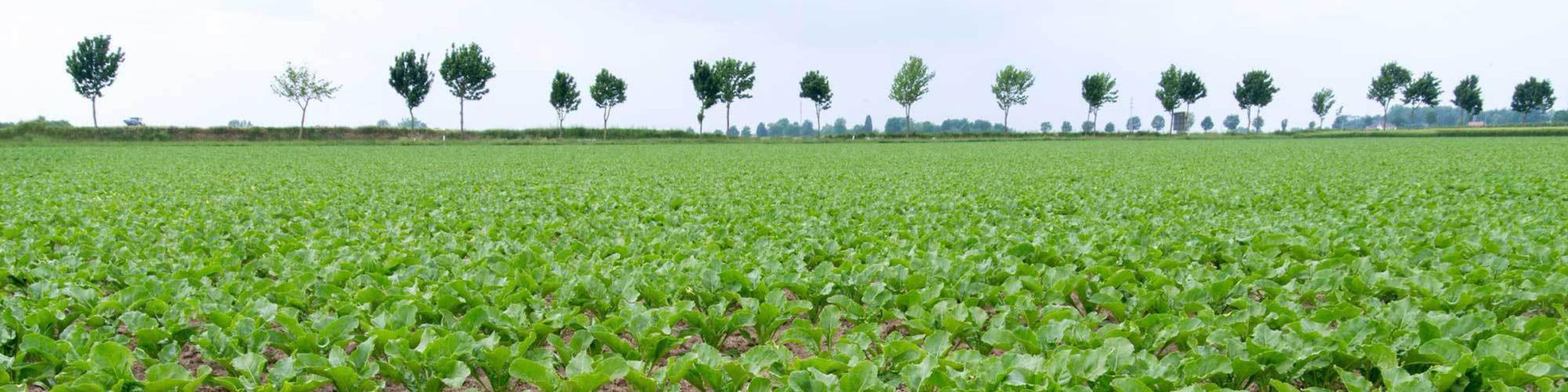 SES VanderHave Deutschland GmbH SES VanderHave Deutschland GmbH cover