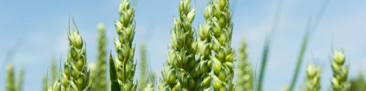 AgroConcept GmbH cover