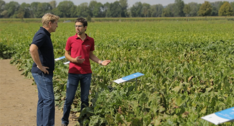 Strube D&S GmbH Agrobrain