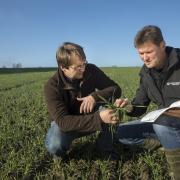 Beratung Pflanzenbau