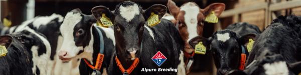 Alpuro Breeding cover image