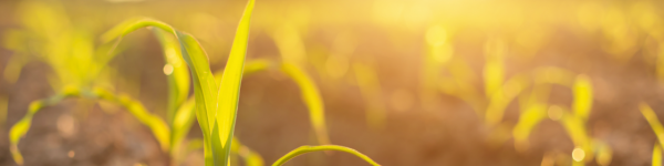 Sumi Agro Limited cover image