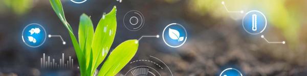 Lidea Seeds Lidea Seeds cover image