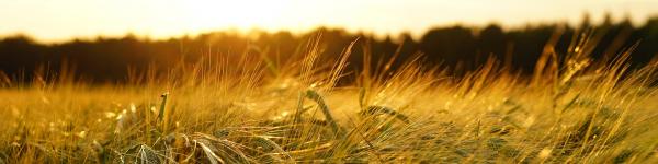 Thüringer Landesamt für Landwirtschaft und Ländlichen Raum cover image