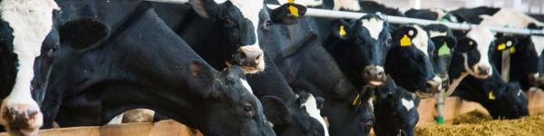 PROFUMA Spezialfutterwerke GmbH & Co. KG PROFUMA Spezialfutterwerke GmbH & Co. KG cover image