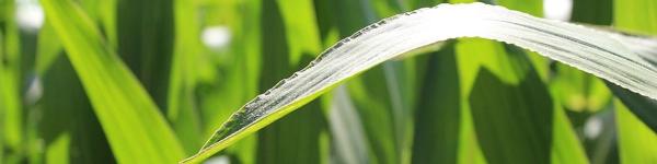 Deutsches Maiskomitee e.V. (DMK) Deutsches Maiskomitee e.V. (DMK) cover image