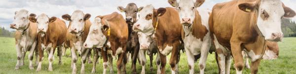 Heinz Lennards GmbH cover image