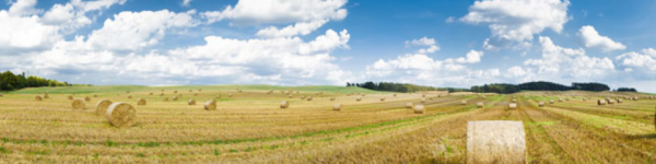 Raiffeisen Ostwestfalen-Lippe AG Raiffeisen Ostwestfalen-Lippe AG cover image