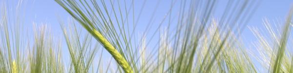 Geno-Saaten GmbH cover image