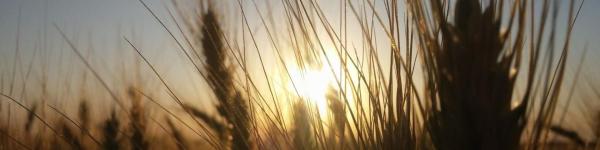 Bauern- und Winzerverband Rheinland-Nassau e. V. Bauern- und Winzerverband Rheinland-Nassau e. V. cover image