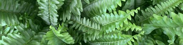 Gartencenter Selbach KG cover image