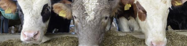 Deutscher Verband Tiernahrung e.V. cover image