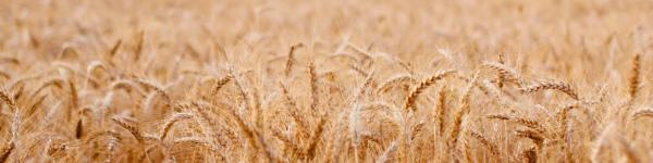 MOSER Agrar &amp; Baufachzentrum GmbH &amp; Co. KG cover image