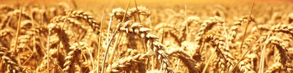 Öko-Korn-Nord w.V. cover image