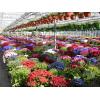 123blumen Schweiz